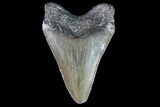 Juvenile Megalodon Tooth - Georgia #75393-1